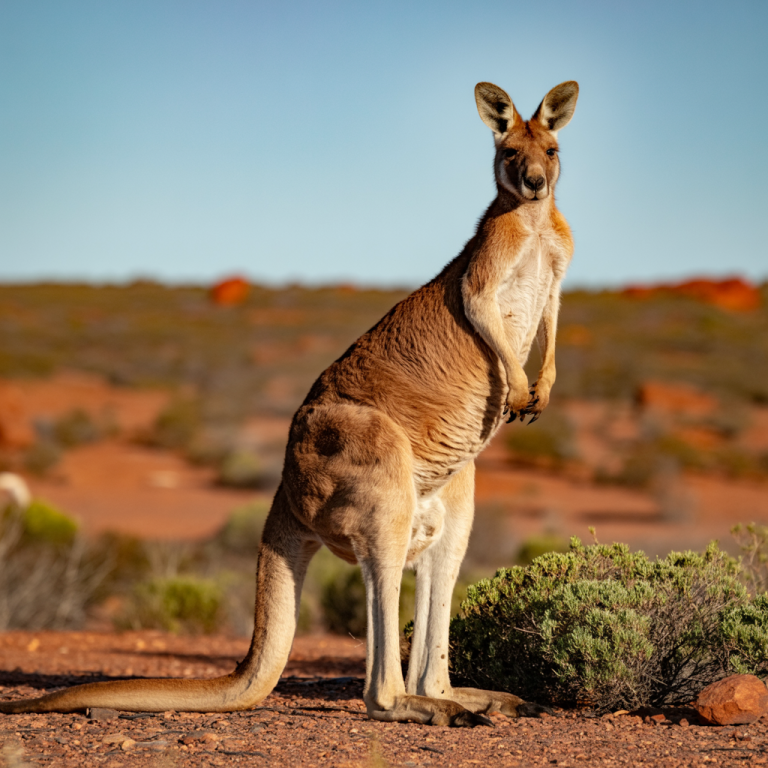 Kangaroo Captions For Instagram